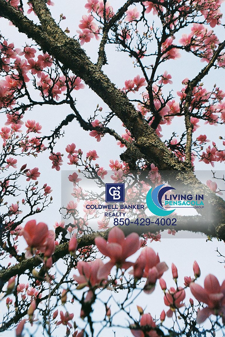 Take Care Of The Magnolia