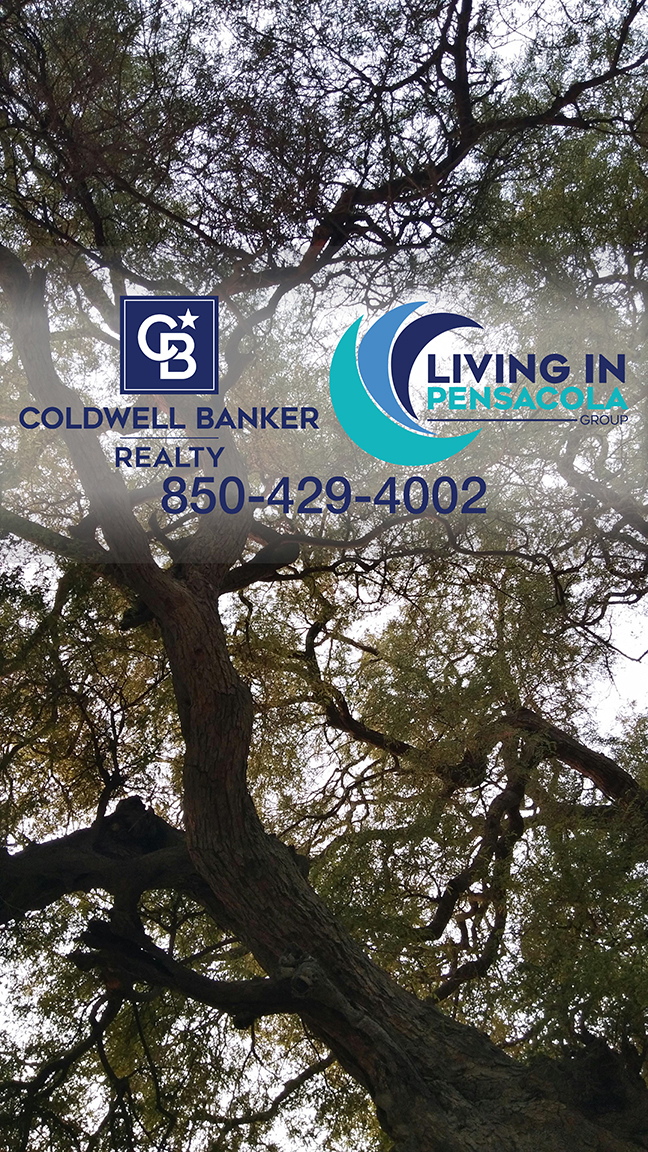 The Tree In The Back Yard